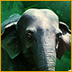 Download Wilderness Mosaic 5: India game