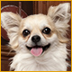 Download I Love Finding MORE Pups game